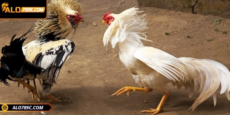 Đá gà cựa sắt được rất nhiều người chơi đam mê