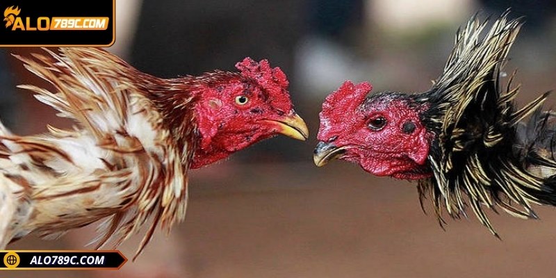 Mọi người nên áp dụng lựa chọn kèo hợp với bản thân mình