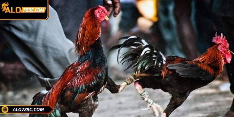 Đá gà cựa dao là hình thức giải trí không thể bỏ lỡ